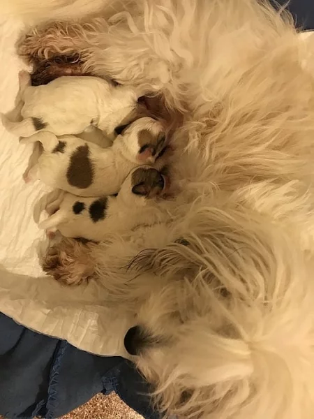Štěňata Coton de tulear s PP