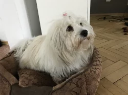 Štěňata Coton de tulear s PP