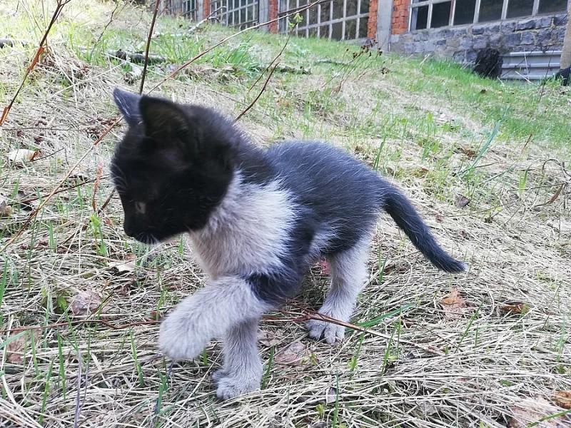 Kotě 7 týdnů staré. Odebrání ihned. Zdravá, čistotná, hravá.