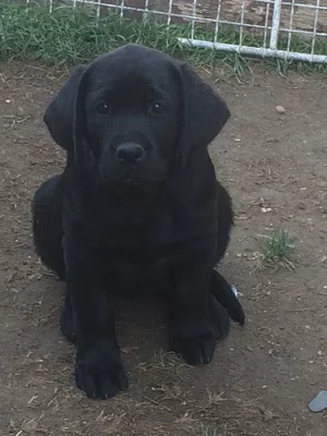 Štěnata labradora