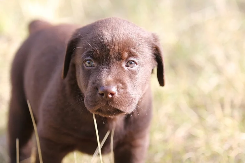 Labradorský retrívr- čokoládový kluk