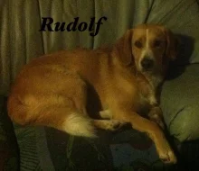 Pes Rudolf