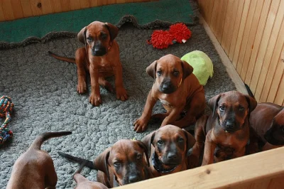 Rhodesian ridgeback - rhodézský ridgeback - štěňátka s PP