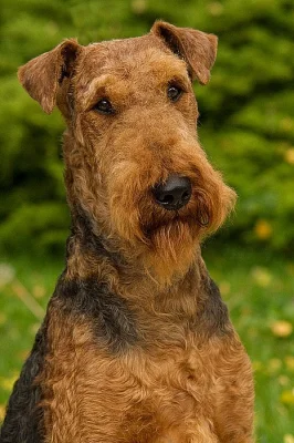 Erdelterier
