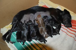 Zadám štěňata Patterdale teriéra s PP.