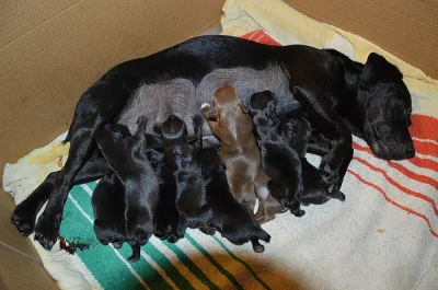 Zadám štěňata Patterdale teriéra s PP.