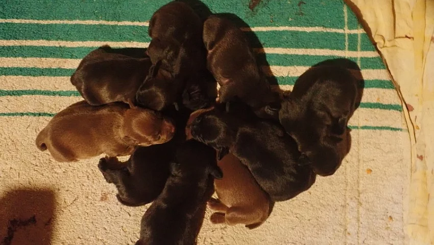Zadám štěňata Patterdale teriéra s PP.