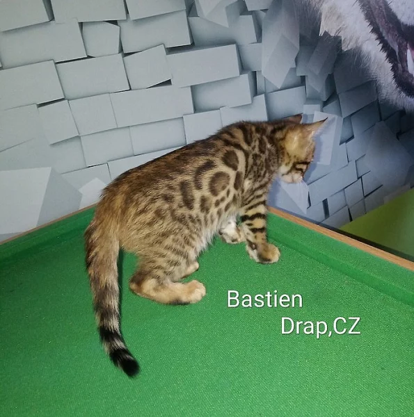 bengálské kotě