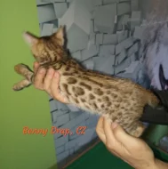 bengálské kotě