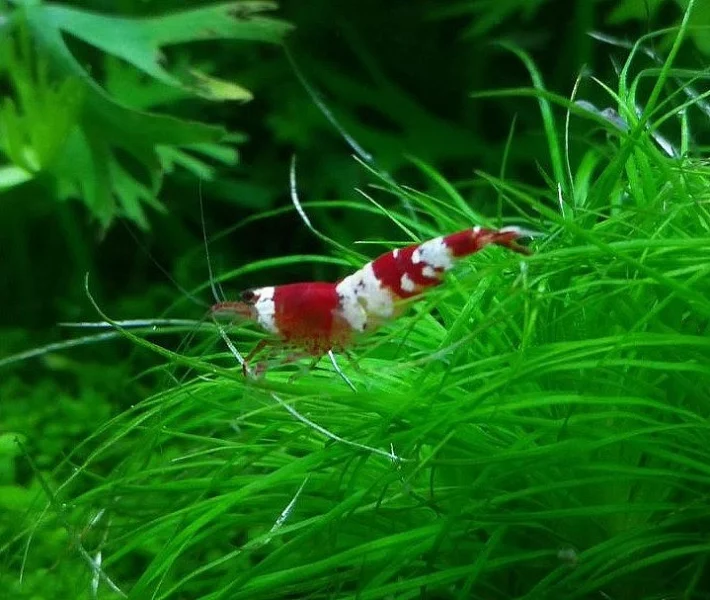 Krevetky kantonské - Caridina cantonensis
