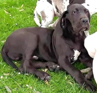 Německá doga