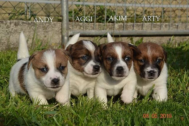 Štěňata Jack Russell Terier