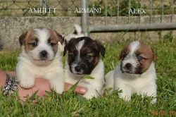 Štěňata Jack Russell Terier