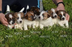Štěňata Jack Russell Terier