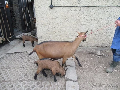 kozicka, Ceska koza hneda
