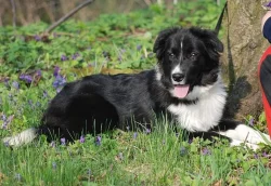 Border collie