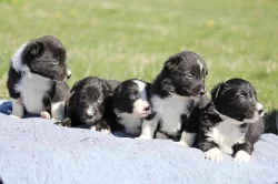 Border collie