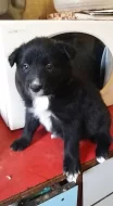 Border collie