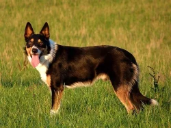 Border collie