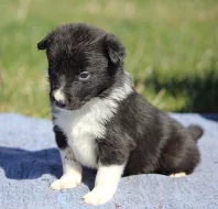 Border collie