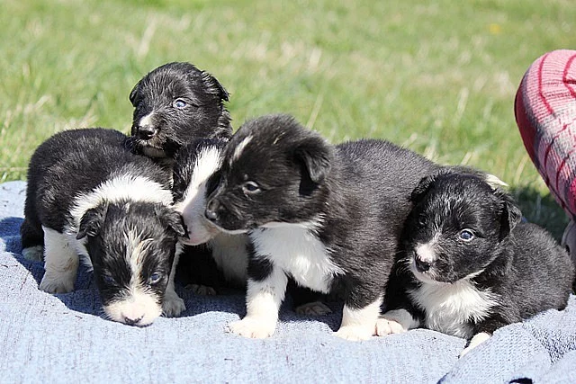 Border collie