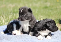 Border collie