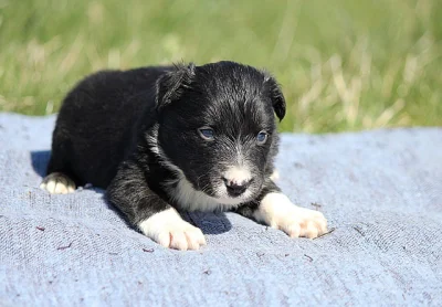 Border collie