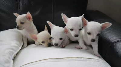 Čivava mini- štěňátko