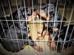 Gordonsetr – štěňata k odběru