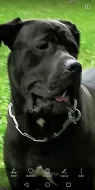 Roční pes Cane Corso