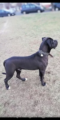 Roční pes Cane Corso