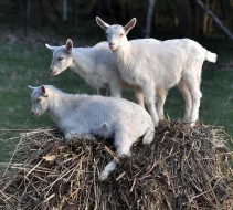 Letošní kozičky + kozlík, bílí krátkosrstí, bezrozí, Krasus