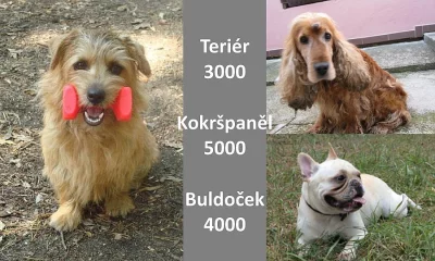 Chcete psa bez papírů?
