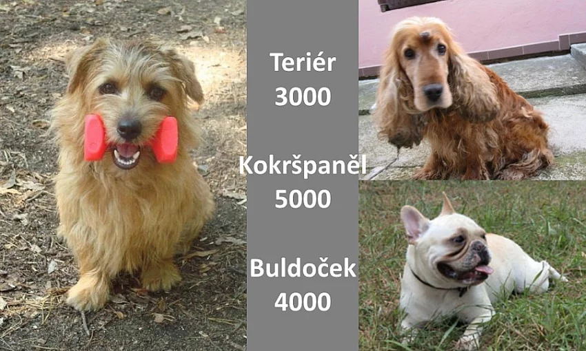 Chcete psa bez papírů?