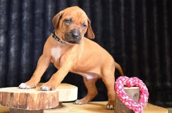 Rhodéský ridgeback / Rhodesian ridgeback - štěňátka s PP
