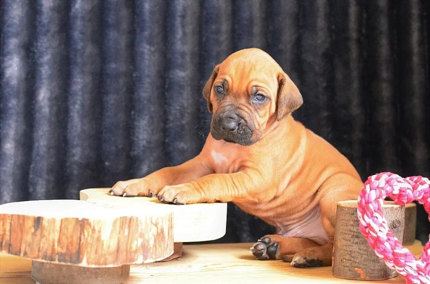 Rhodéský ridgeback / Rhodesian ridgeback - štěňátka s PP