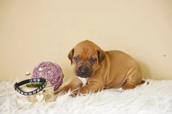 Rhodéský ridgeback / Rhodesian ridgeback - štěňátka s PP
