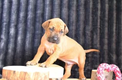 Rhodéský ridgeback / Rhodesian ridgeback - štěňátka s PP