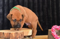 Rhodéský ridgeback / Rhodesian ridgeback - štěňátka s PP