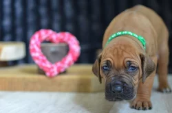 Rhodéský ridgeback / Rhodesian ridgeback - štěňátka s PP