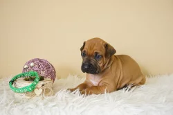 Rhodéský ridgeback / Rhodesian ridgeback - štěňátka s PP