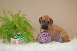 Rhodéský ridgeback / Rhodesian ridgeback - štěňátka s PP