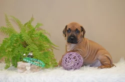 Rhodéský ridgeback / Rhodesian ridgeback - štěňátka s PP