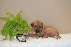 Rhodéský ridgeback / Rhodesian ridgeback - štěňátka s PP