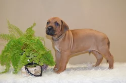 Rhodéský ridgeback / Rhodesian ridgeback - štěňátka s PP