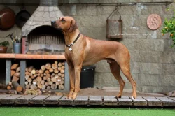 Rhodéský ridgeback / Rhodesian ridgeback - štěňátka s PP