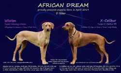 Rhodéský ridgeback / Rhodesian ridgeback - štěňátka s PP
