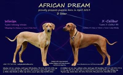 Rhodéský ridgeback / Rhodesian ridgeback - štěňátka s PP