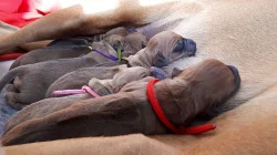 Rhodéský ridgeback / Rhodesian ridgeback - štěňátka s PP