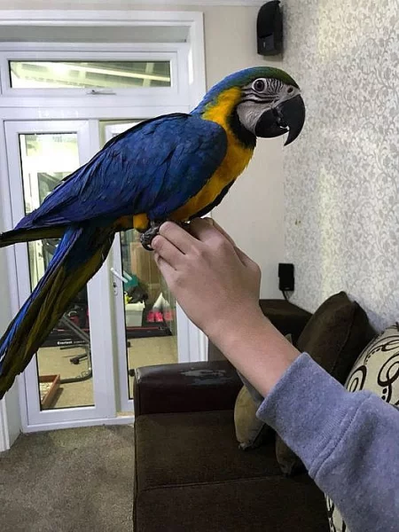 Krásné Marcaw Na Prodej